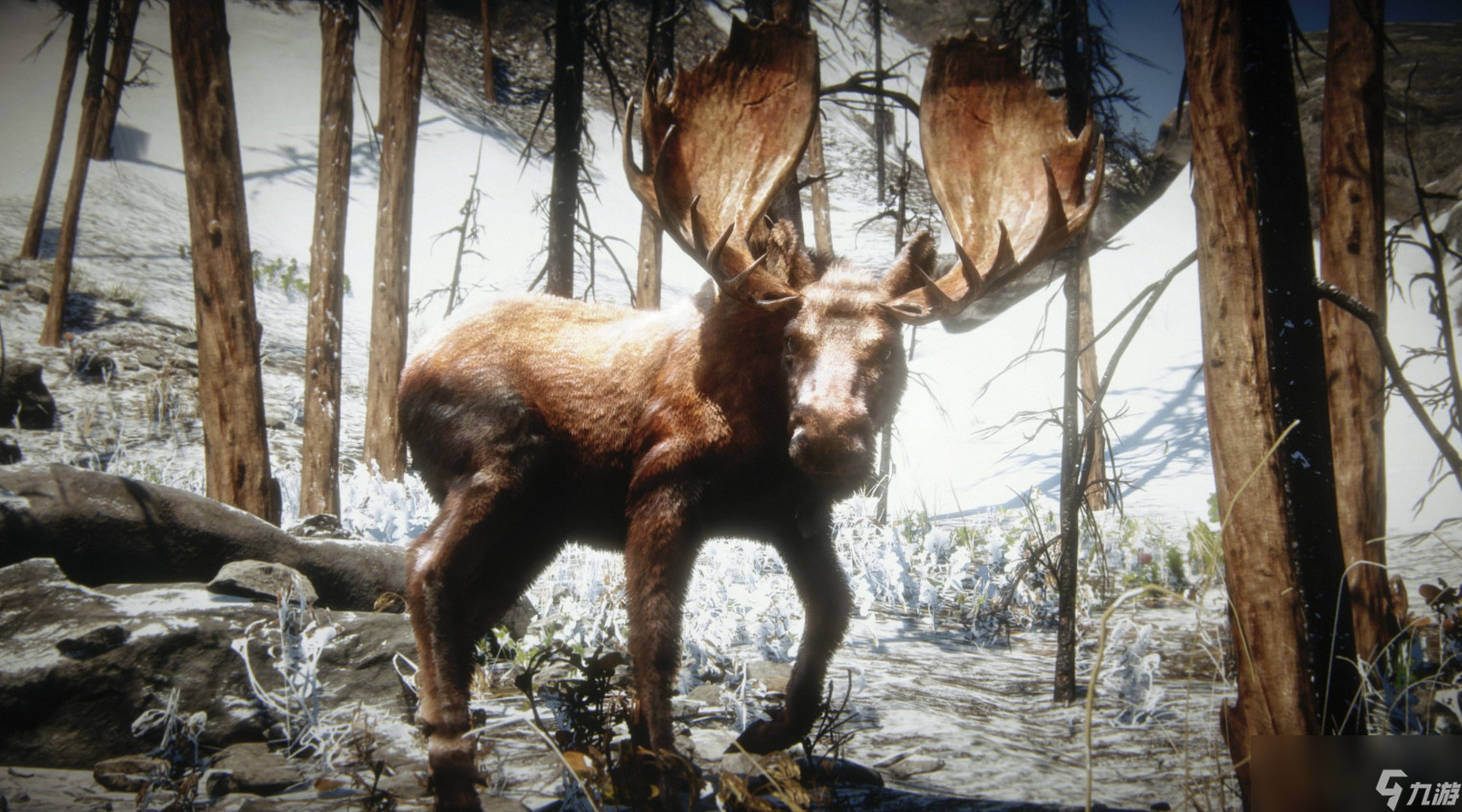 《荒野大镖客2》游戏狩猎西部驼鹿需要注意什么