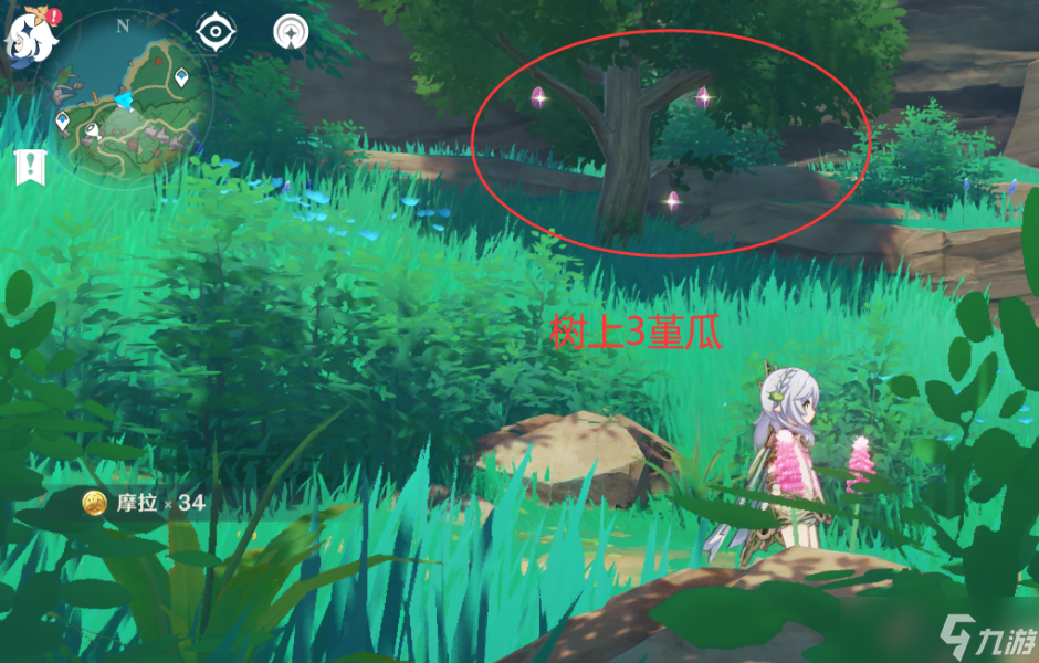 【原神】V4.6攻略 | 堇瓜采集/购买（八酝岛，海祇岛，志村屋）