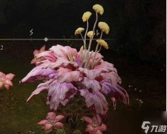 《艾尔登法环》粉色的花打法介绍