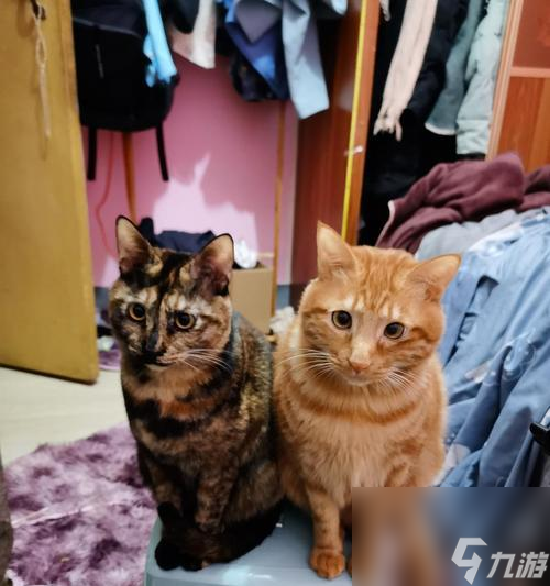 《以橘猫侦探社结局为主题的游戏》（穿越迷雾）