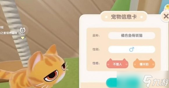 心动小镇怎么养宠物猫