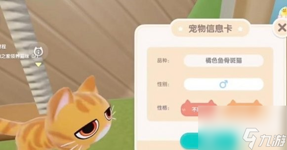 《心动小镇》怎么养宠物猫