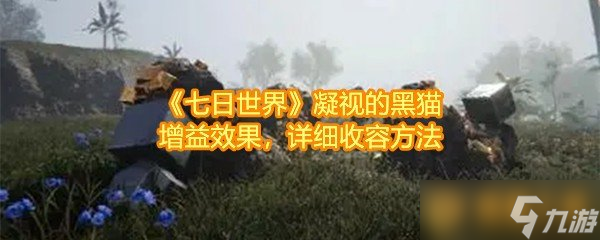 《七日世界》凝视的黑猫增益效果，详细收容方法