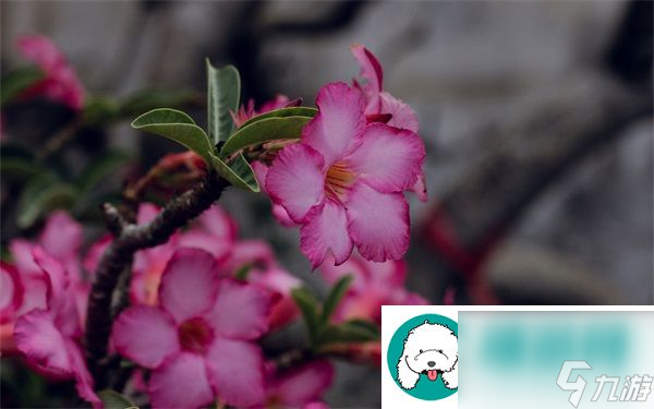 被青梅竹马的学弟给锁定了娱乐圈 突破传统的成功之路