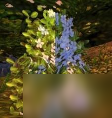 魔皇草,《魔獸世界懷舊服》地圖采藥點分布圖大全