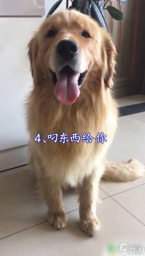 狗狗怎么示好 如何判斷狗狗的態(tài)度