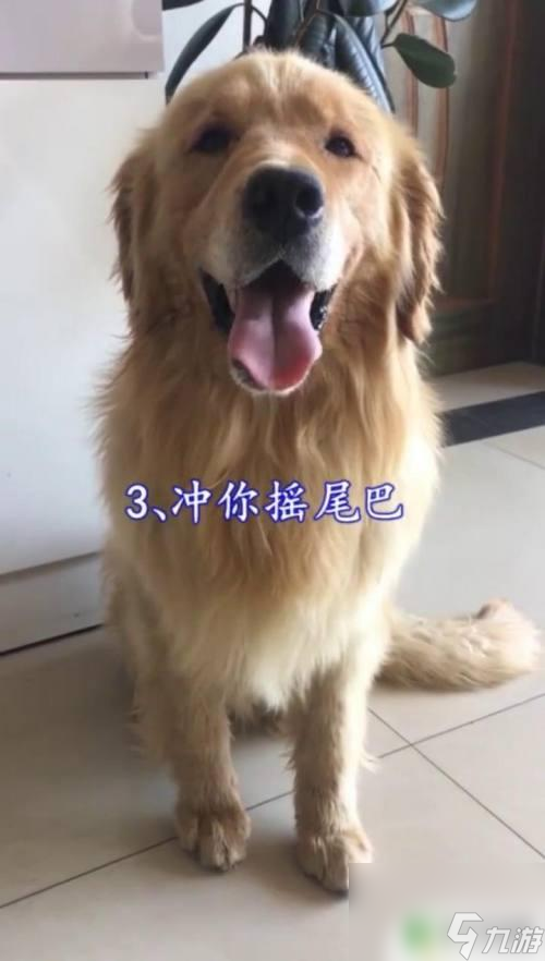 狗狗怎么示好 如何判斷狗狗的態(tài)度