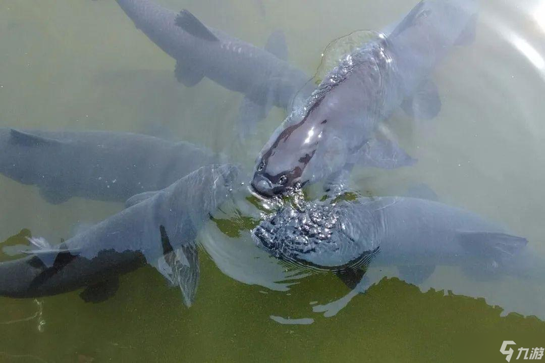 《瘋狂騎士團(tuán)》釣魚(yú)圖鑒全解析：掌握捕獲技巧，征服水域挑戰(zhàn)！