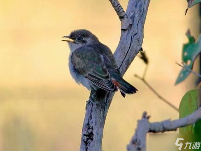 以母愛(ài)為義杜鵑 揭開(kāi)鳥(niǎo)類(lèi)界中的偉大母性傳說(shuō)