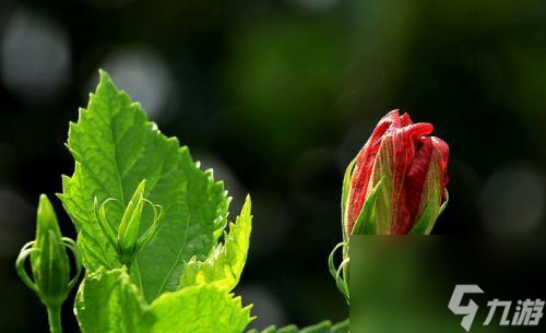 《山海鏡花朱槿》技能介紹（打造最強(qiáng)角色）