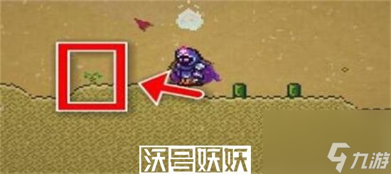 泰拉瑞亚幌菊怎么种植-泰拉瑞亚幌菊怎么种植方法介绍