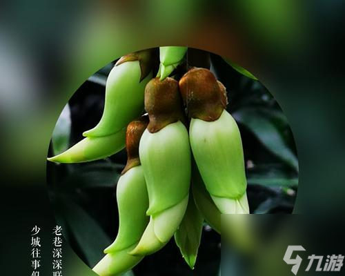 妄想山海滕雀（深入解析妄想山海滕雀的特色玩法与策略）