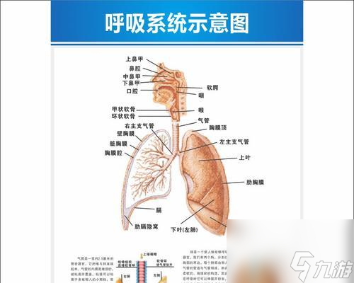 《人体工厂肺部循环通关指南》（以游戏为主的肺部循环通关技巧）