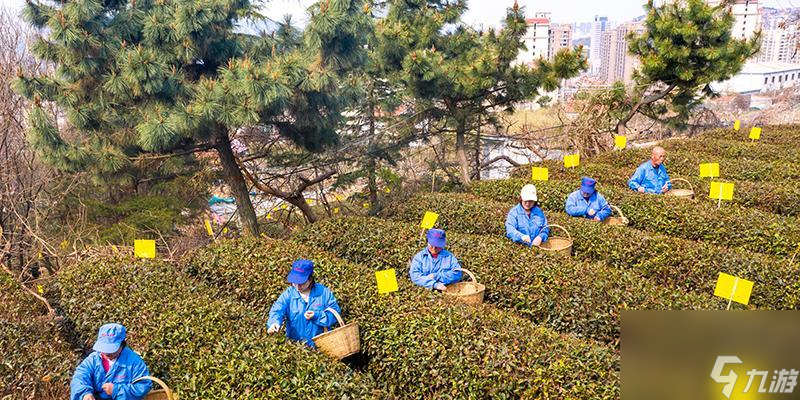 《蜀山初章元嬰突破采茶任務(wù)攻略》（掌握關(guān)鍵技巧快速完成任務(wù)）