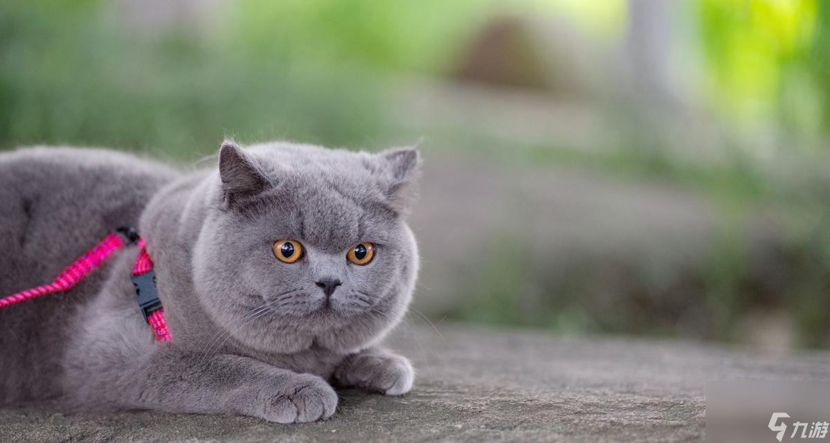 猫之城怎么快速升级？新手必看升级技巧大全！