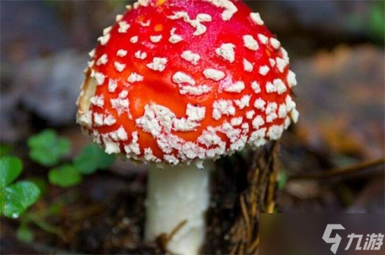 有毒蘑菇的分辨方法介绍