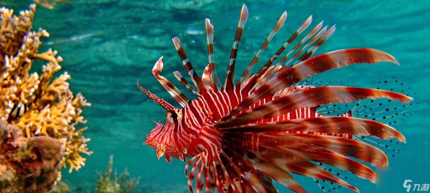 夢(mèng)想新大陸普通魚(yú)類(lèi)有哪些？普通魚(yú)類(lèi)詳情一覽？