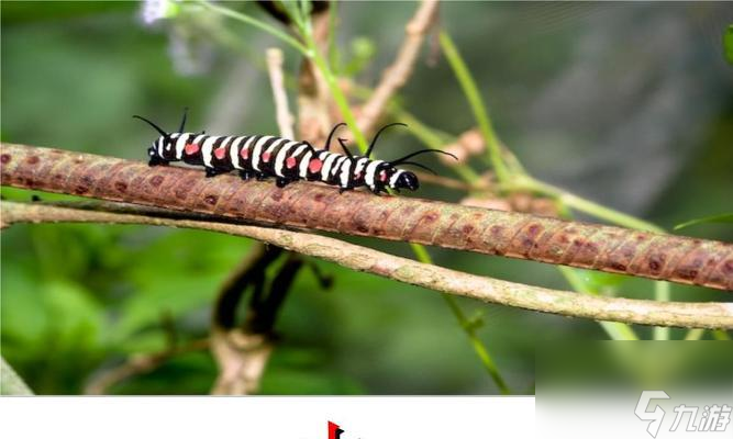 毛毛蟲坐騎玩法簡析？如何獲得和使用毛毛蟲坐騎？