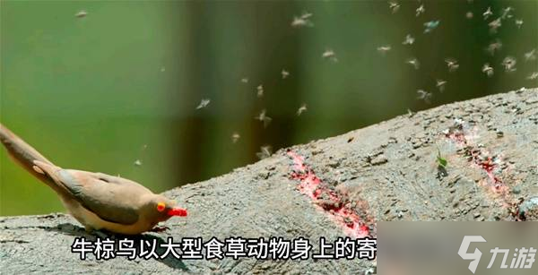 怪物猎人荒野生物有哪些 所有环境生物大全