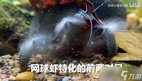 怪物猎人荒野生物有哪些 所有环境生物大全