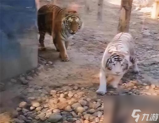 三國無雙猛獸怎么打？打猛獸的技巧有哪些？