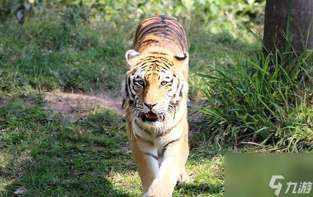 三國無雙猛獸怎么打？打猛獸的技巧有哪些？