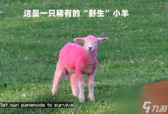 我的世界羊倒过来的方法是什么？