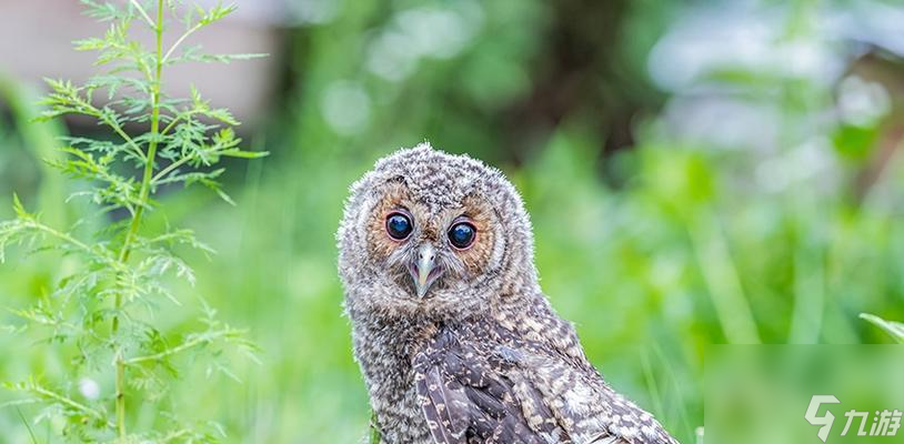 怪物猎人荒野歌鸮位置？如何找到美声歌鸮？