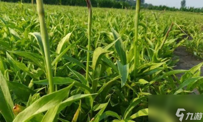 燕云十六声中草药采集路线是怎样的？每日食物草药需求如何满足？
