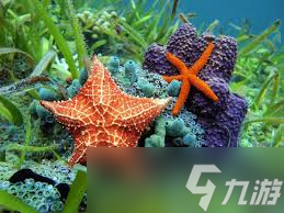哪种海洋生物属于棘皮动物
