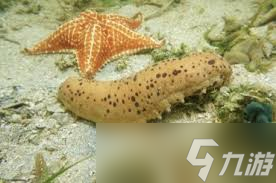 海参是软体动物吗