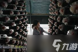 揭秘！桑窝究竟是什么呢,背后秘密惊人