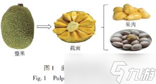 探秘菠萝蜜别名背后的趣味真相,你知道它还有这些名字吗