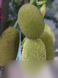 探秘菠萝蜜别名背后的趣味真相,你知道它还有这些名字吗?