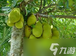 探秘菠萝蜜别名背后的趣味真相,你知道它还有这些名字吗?