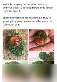 哪种植物有胎生现象