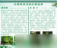 哪种植物有胎生现象