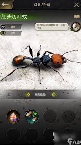 橡子屋切葉蟻事件怎么觸發(fā)