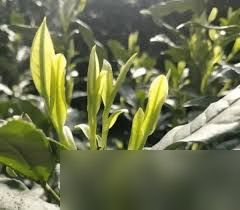 安吉白茶属于什么茶类 是绿色还是白茶