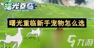 曙光重临新手怎么选择宠物