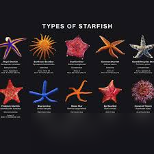 STAR FISH有什么內(nèi)容