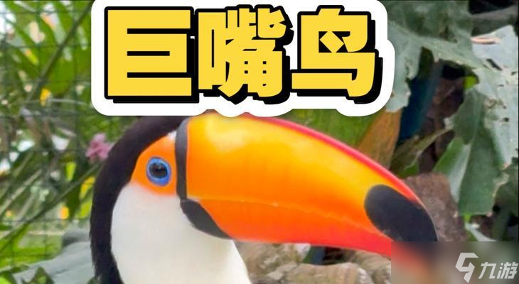 我的世界中巨嘴鸟如何驯服？驯服巨嘴鸟的正确方法是什么？