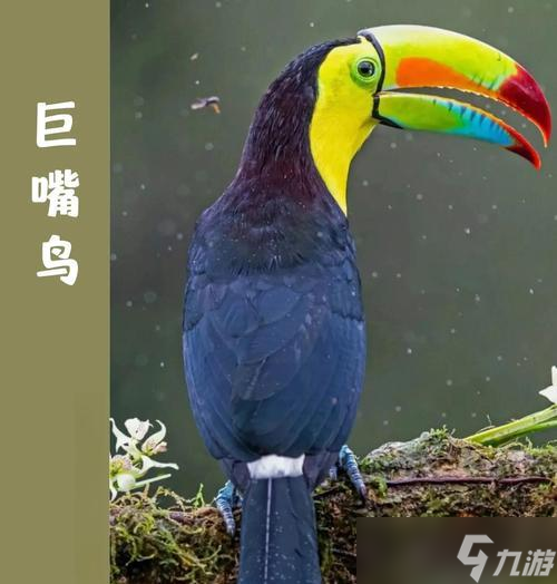 我的世界中巨嘴鳥(niǎo)怎么馴服 馴服巨嘴鳥(niǎo)的正確方法是什么 