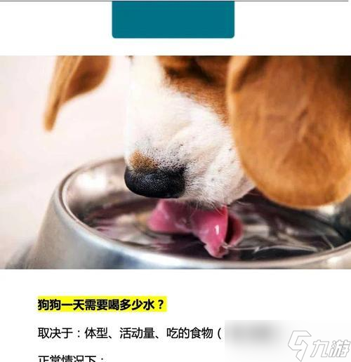 我的世界狗喝水方法？如何讓狗在游戲里飲水？