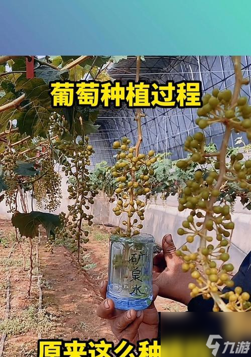 我的世界中如何種植葡萄