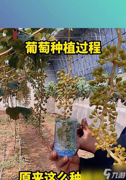 《我的世界》中如何种植葡萄？葡萄种植的具体方法是什么？