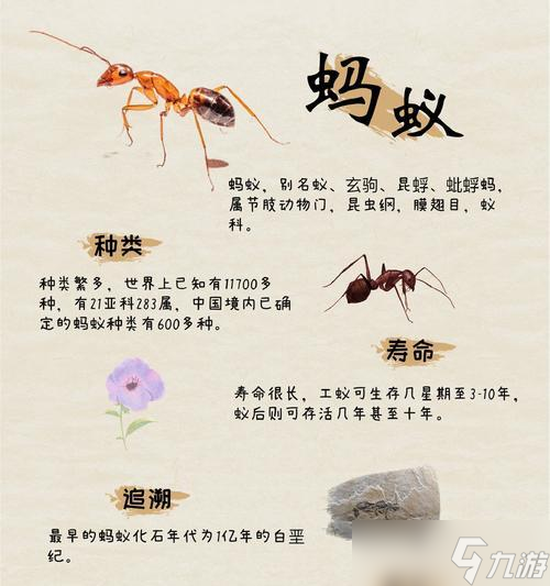 小曉我的世界螞蟻世界的玩法是什么？