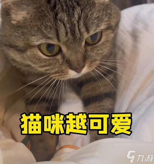 花猫如何驯服？我的世界中驯服花猫的步骤是什么？
