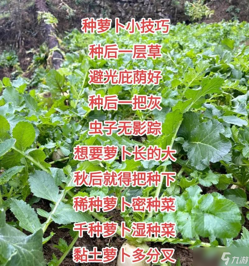 <span class='zzqColorRed'>我的世界</span>中如何种植萝卜？萝卜的种植方法是什么？