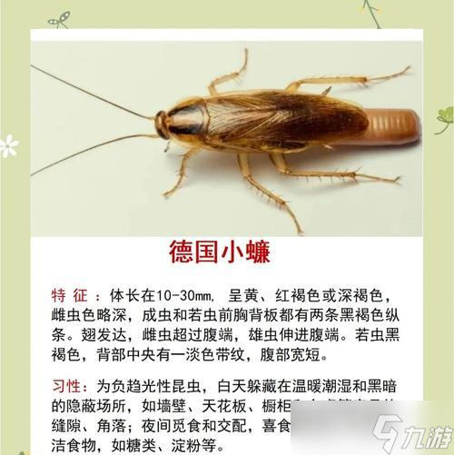 我的世界中蟑螂的用途和获取方法是什么？